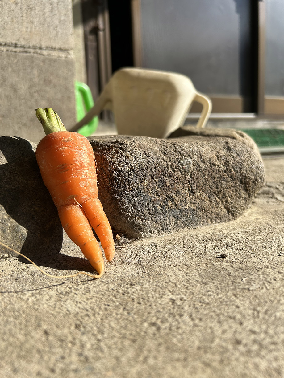 写真　奨励賞「人参も黄昏れるんやで」楠理久（舞鶴市）